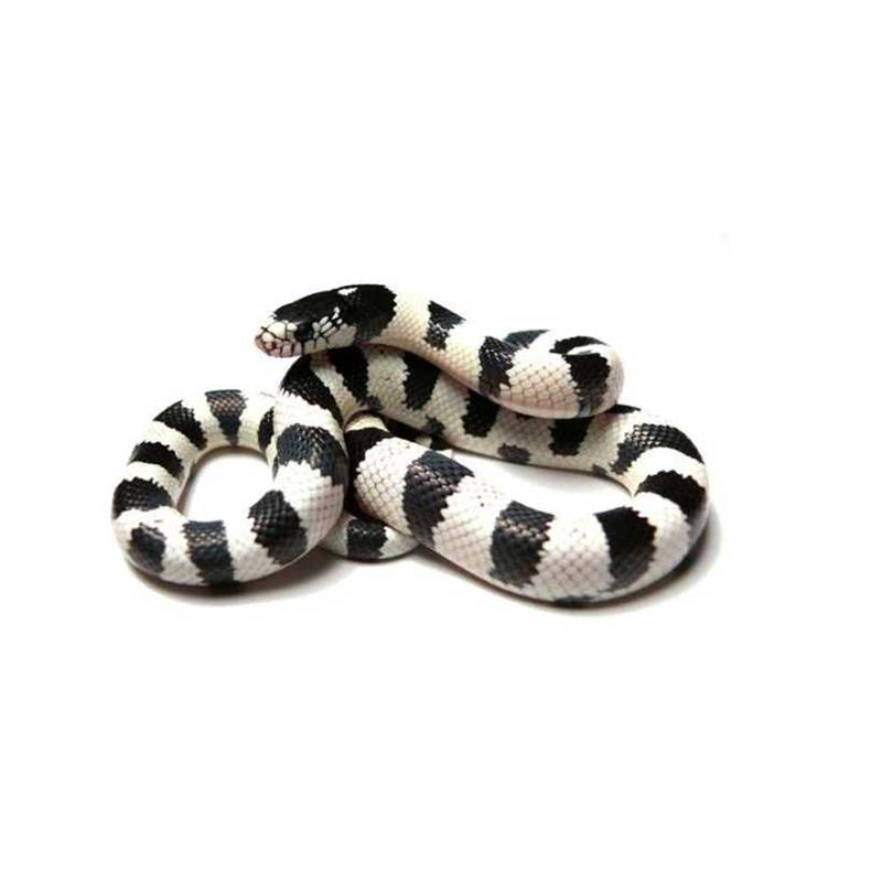 Sarpele Regal de California ?High White? - imagine 4